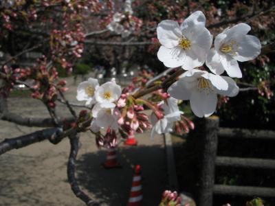 花見ポタリング09