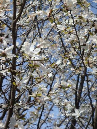 【行田公園】→法華経寺（2009年3月29日）桜は1～2部咲き