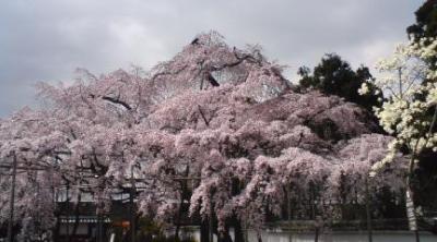 京都桜見ごろ２００９（その１）