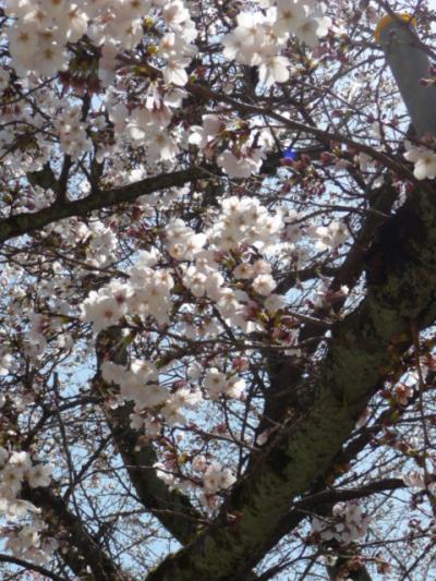 桜満開・醍醐寺花見【１】花見日和に誘われて近かった醍醐寺