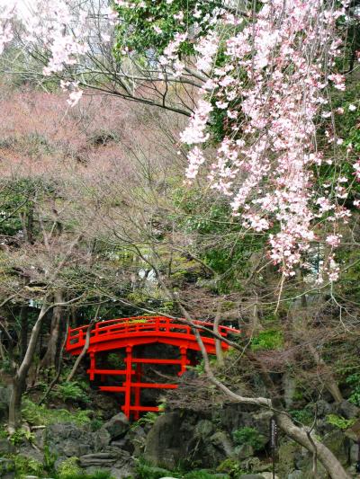 小石川後楽園の桜はいち早く　☆名所を訪ね歩いて