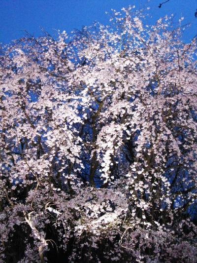 六義園の夜桜*ライトアップ！！　☆流麗な枝垂れ桜は満開に
