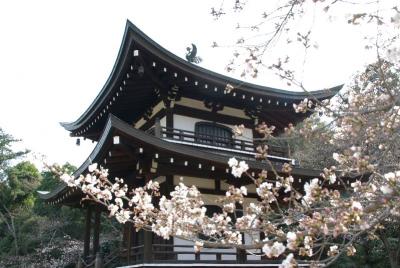 氷室の池を背景に桜を楽しむ～京都山科・勧修寺