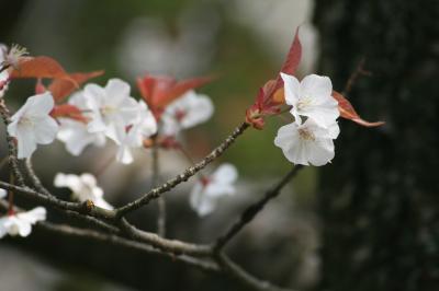 2009春、桜の季節の岩崎城(1/4)：染井吉野、山桜、岩崎城歴史記念館、枯山水庭園、水琴窟