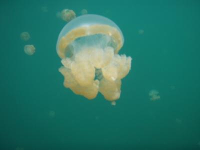 コンチネンタルで行くグアム経由パラオ-2日目「ダイビング」立ち寄り:ジェリーフィッシュレイク