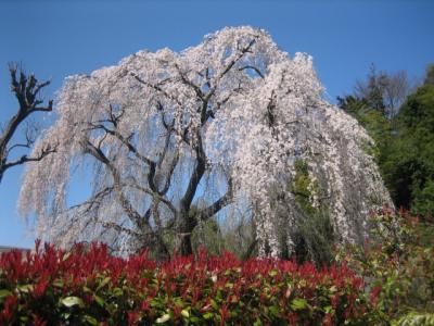 川井家の枝垂桜