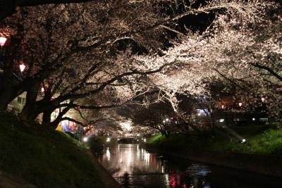 五条川の千本桜　ライトアップ