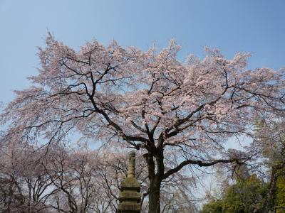 京桜