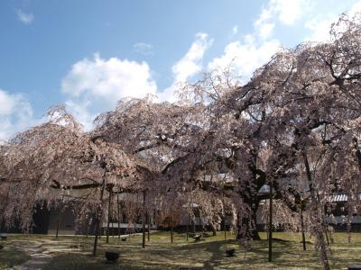 2009.04 桜の京都旅行?～醍醐寺～（番外編：妻の旅）