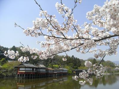 ２００９　京の桜巡り　?　【 春爛漫の長岡天満宮 】