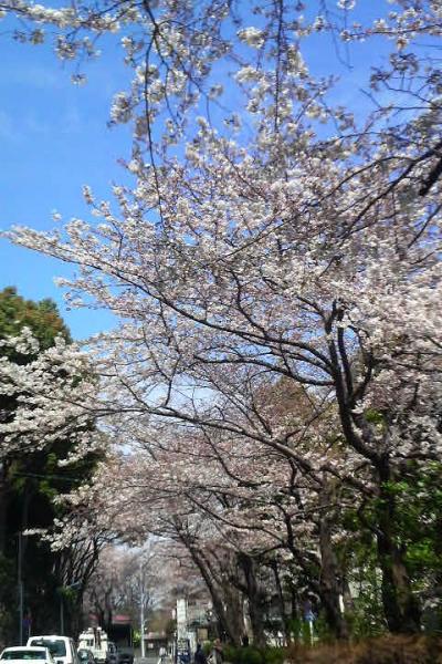 2009年の桜　浮間公園周辺