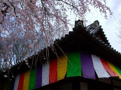 京都・桜紀行！?（醍醐寺１）