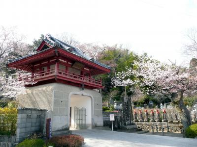 片倉小十郎に会いに行こう！　宮城白石　その４　常林寺の桜