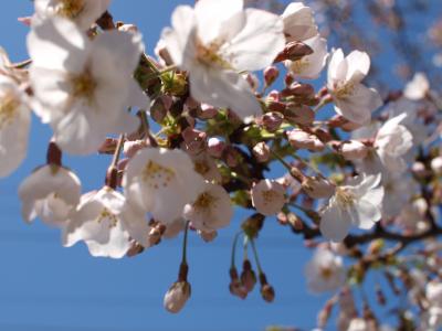 てくてく　桜をさがして谷根千散歩