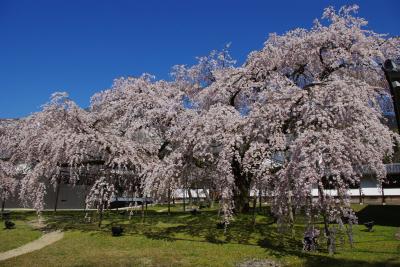 【京都】　醍醐寺の枝垂れ桜