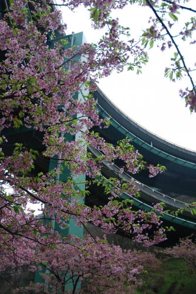 一足遅かった河津桜