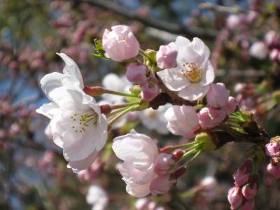 市川　真間川の今年の桜は（その２）
