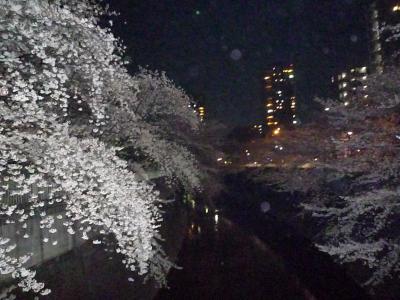 2009年04月　神田川の夜桜