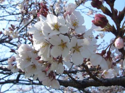 武蔵野の森公園（都立）を散歩