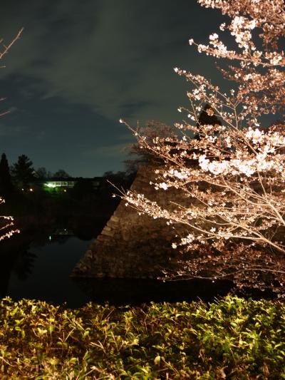 2009年桜だより◆郡山城址のお城まつりで夜桜見物（奈良県大和郡山市）