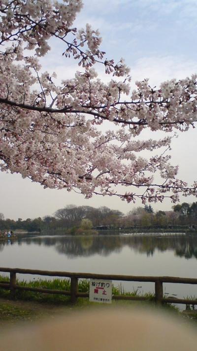 浮間公園の桜