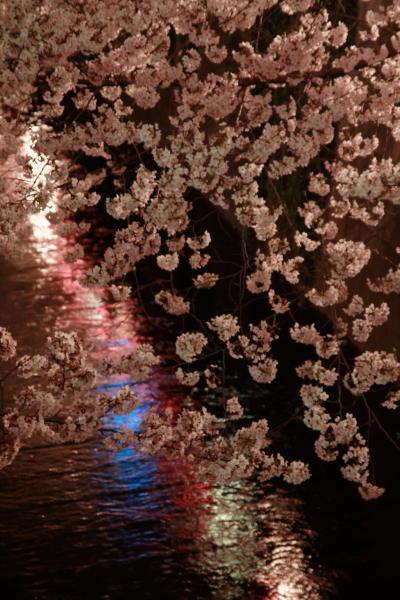 目黒川の桜 今年も楽しませていただきました