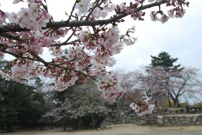 松坂城の桜も咲きました！