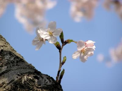 2009.4　桜メインに花撮影＠ご近所