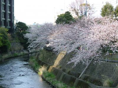 ２００９年４月３日　伊東　松川遊歩道の桜