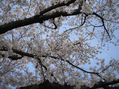 2009年の桜