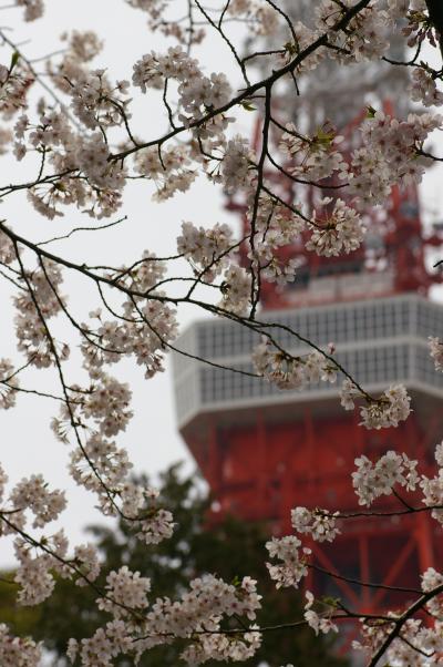 芝　増上寺の満開の桜と徳川家のお墓