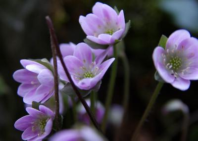 春の山野草に逢いたくて　再び伊吹へ　Part2　お花探しに多賀へ