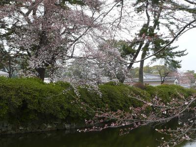 2009年4月　小田原城さくら　今一