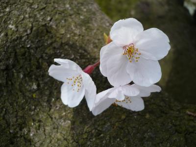 2009年4月　小田原城さくら　満開