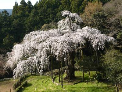 2009年4月　長興山しだれ桜