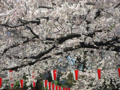 2009年度のお花見は？（3）満開の上野の花見は恐竜と共に