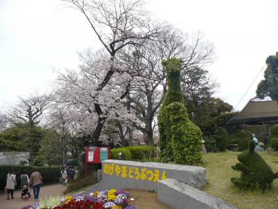 野毛山動物園でのお花見