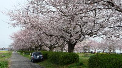 09年04月05日（日）、MR4Fで桜並木をポタリング。