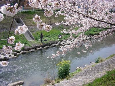 香流川の桜2009