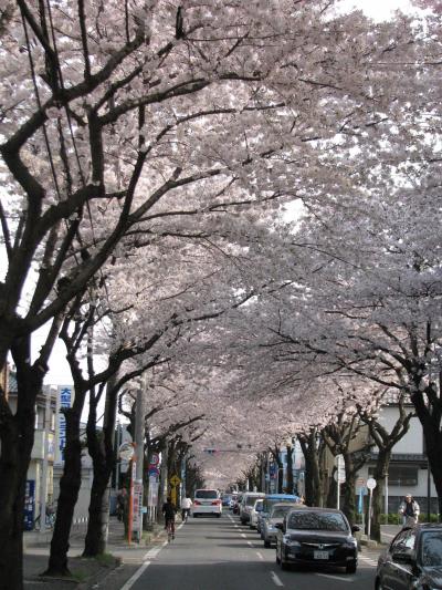 近くの桜の名所を訪ねる