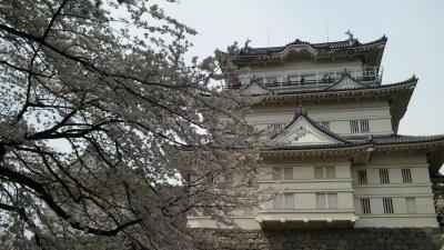 小田原　桜まつり