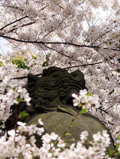 浜次郎のお花見散歩～山の手編