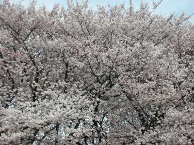 善福寺の桜のドーム