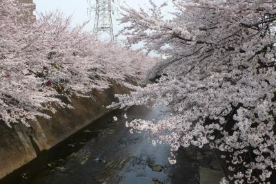 恩田川の桜