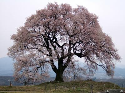 わに塚の桜