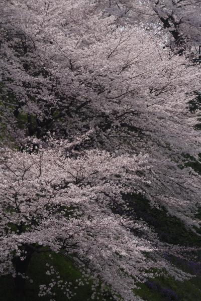 都内お花見ドライブ