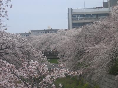 名古屋の桜の名所