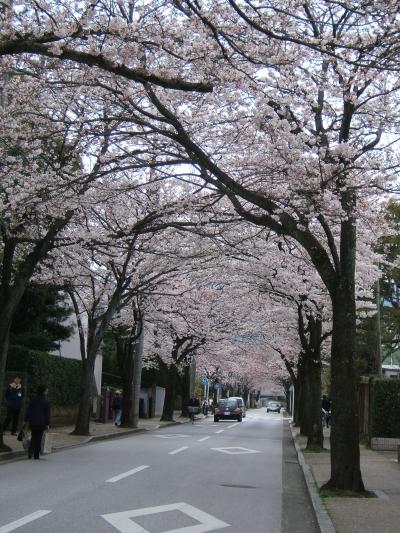 小田原☆桜100選『小田原城』’09