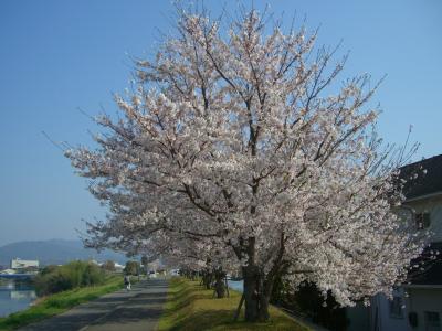 藍 住 町 桜 づ つ み 公 園