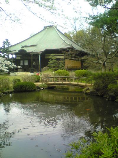 真覚寺の桜